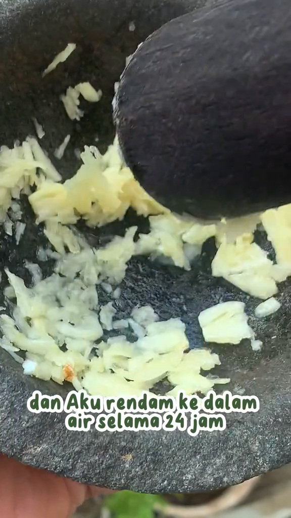 Tanpa air cucian beras, ini cara merawat pohon daun jeruk agar rimbun & bebas hama pakai 2 bahan dapur