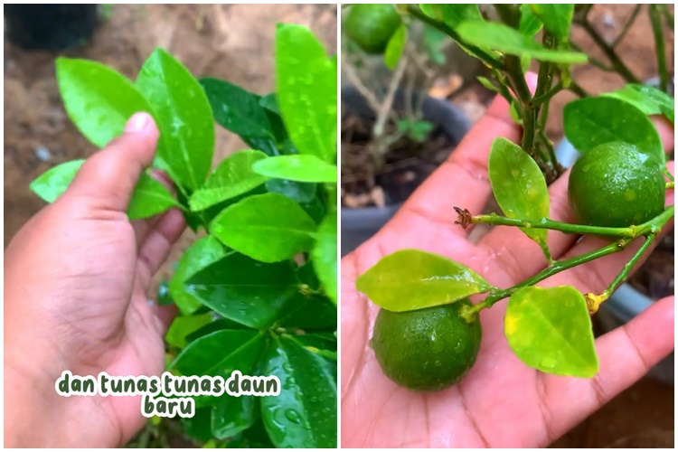Tanpa air cucian beras, ini cara merawat pohon daun jeruk agar rimbun & bebas hama pakai 2 bahan dapur