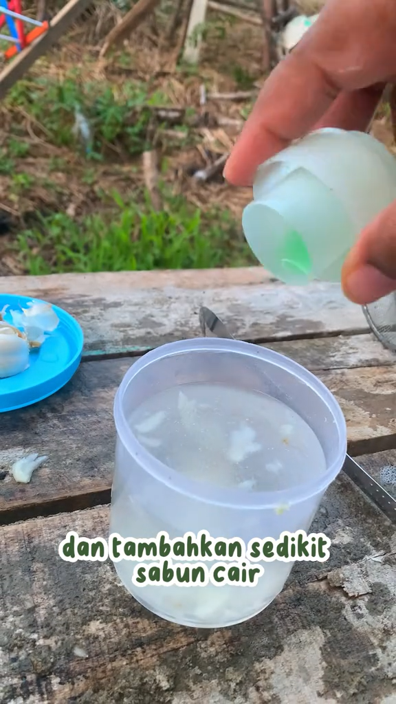 Tanpa air cucian beras, ini cara merawat pohon daun jeruk agar rimbun & bebas hama pakai 2 bahan dapur