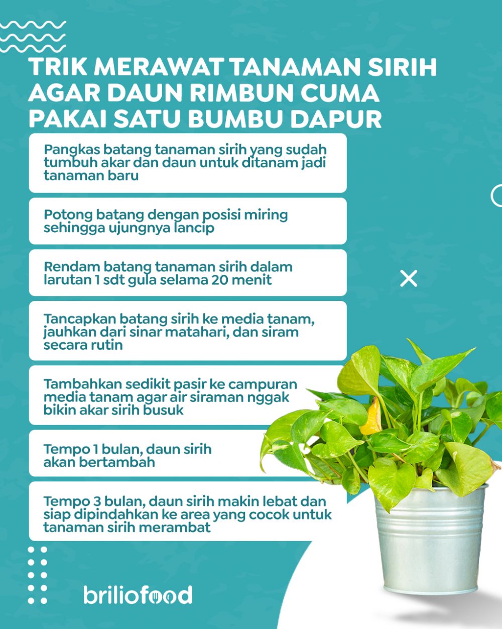 Jangan cuma disiram air, ini trik merawat tanaman sirih agar daunnya rimbun pakai 1 bumbu dapur