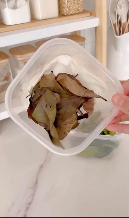 Tanpa perlu direndam air, ini cara menyimpan daun jeruk agar tetap hijau dan awet lebih dari sebulan
