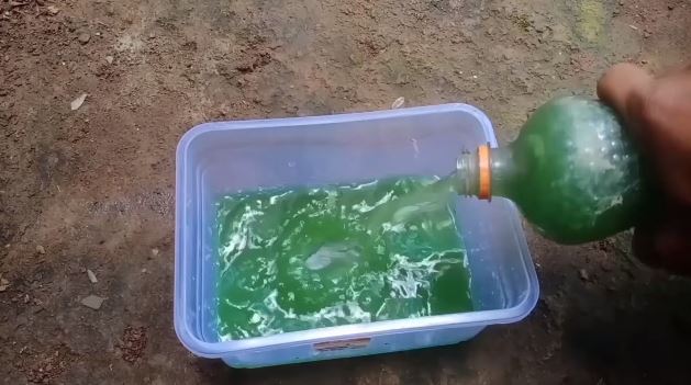 Bukan pakai obat, ini cara jitu merawat pohon mangga agar cepat berbuah cuma tambah 2 bahan dapur
