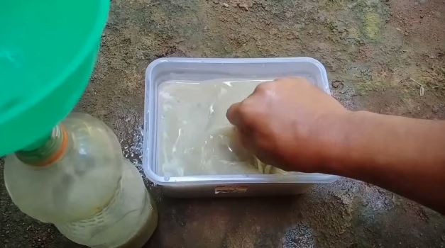 Bukan pakai obat, ini cara jitu merawat pohon mangga agar cepat berbuah cuma tambah 2 bahan dapur