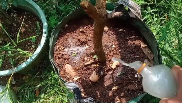 Bukan pakai obat, ini cara jitu merawat pohon mangga agar cepat berbuah cuma tambah 2 bahan dapur