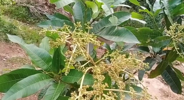 Bukan pakai obat, ini cara jitu merawat pohon mangga agar cepat berbuah cuma tambah 2 bahan dapur