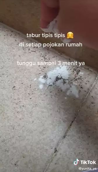 Tak banyak yang tahu, ini trik ampuh mengusir semut pakai 1 jenis tepung