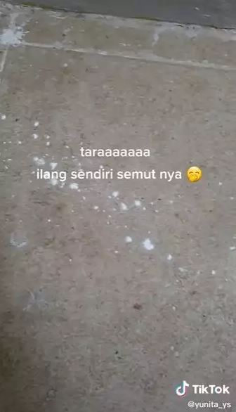 Tak banyak yang tahu, ini trik ampuh mengusir semut pakai 1 jenis tepung