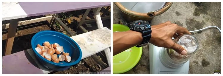 Hanya pakai 3 bahan dapur, ini trik suburkan pohon jambu air agar bunga dan buahnya tak mudah rontok