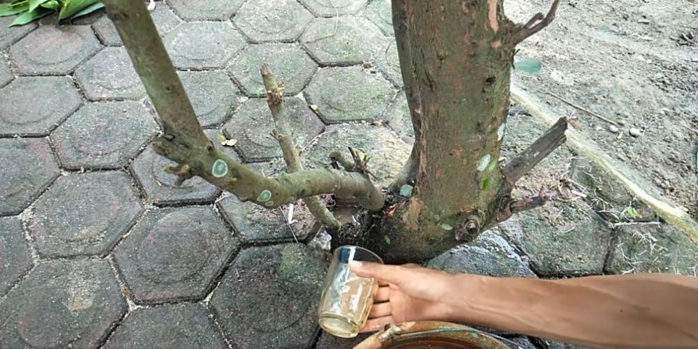 Hanya pakai 3 bahan dapur, ini trik suburkan pohon jambu air agar bunga dan buahnya tak mudah rontok