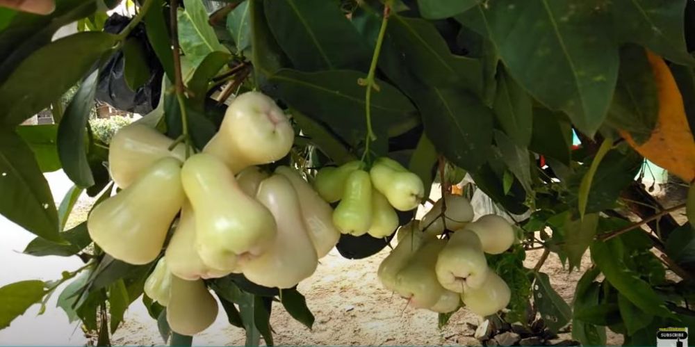 Hanya pakai 3 bahan dapur, ini trik suburkan pohon jambu air agar bunga dan buahnya tak mudah rontok