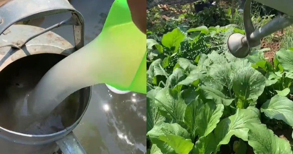 Tak cuma micin, ini trik merawat tanaman sawi agar subur dan daunnya lebar cukup tambah 1 ampas dapur