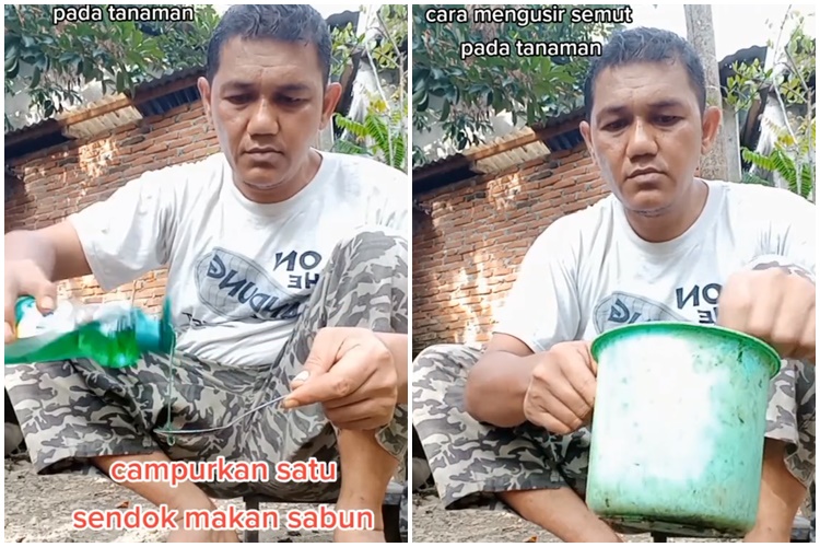 Nggak cuma sabun cuci piring, ini trik mengusir semut di tanaman cabai cukup tambah 1 bumbu dapur