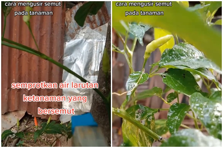 Nggak cuma sabun cuci piring, ini trik mengusir semut di tanaman cabai cukup tambah 1 bumbu dapur