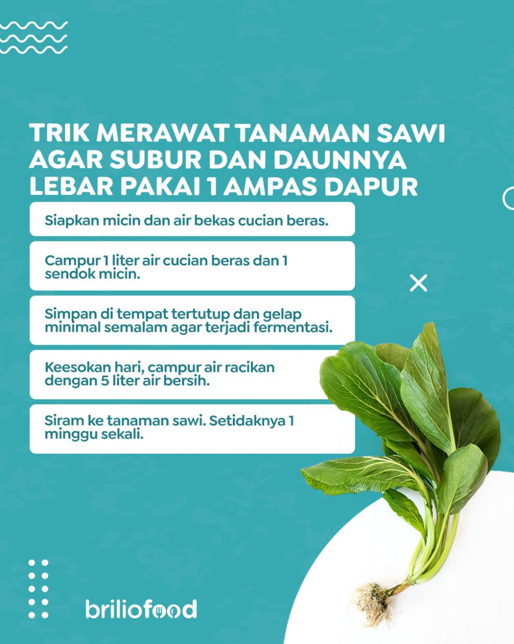 Tak cuma micin, ini trik merawat tanaman sawi agar subur dan daunnya lebar cukup tambah 1 ampas dapur