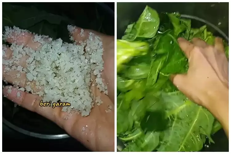 Tak perlu tanah liat, ini trik ampuh menghilangkan rasa pahit daun pepaya cuma pakai 3 bahan dapur