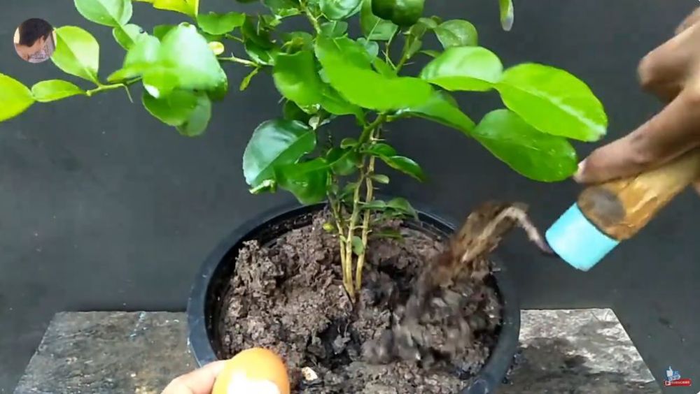 Tak perlu bumbu dapur, ini trik melebatkan daun pada pohon jeruk purut cuma pakai 1 bahan makanan