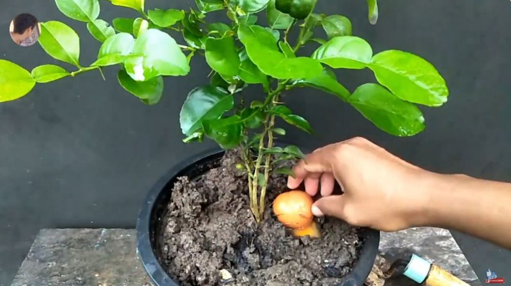 Tak perlu bumbu dapur, ini trik melebatkan daun pada pohon jeruk purut cuma pakai 1 bahan makanan