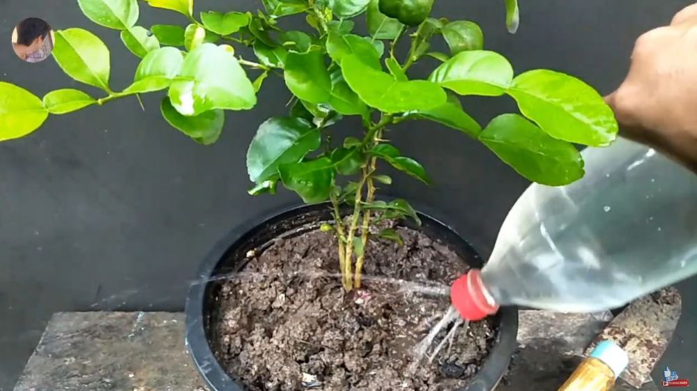 Tak perlu bumbu dapur, ini trik melebatkan daun pada pohon jeruk purut cuma pakai 1 bahan makanan