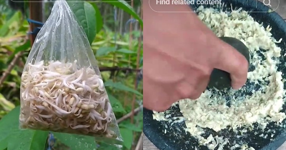 Tanpa garam atau air beras, ini trik merawat tanaman bawang merah agar subur pakai 1 jenis sayur