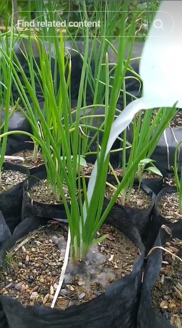 Tanpa garam atau air beras, ini trik merawat tanaman bawang merah agar subur pakai 1 jenis sayur