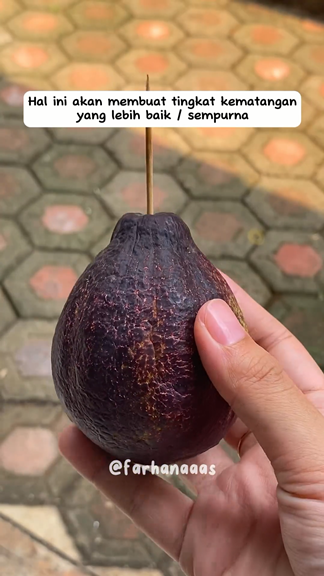 Bukan diperam beras, ini cara ampuh mematangkan buah alpukat yang keras cuma pakai 1 alat sederhana