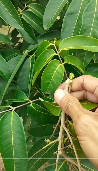 Bukan pakai bumbu dapur, ini cara mudah merawat pohon kelengkeng agar tumbuh subur dan berbuah lebat