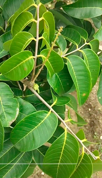 Bukan pakai bumbu dapur, ini cara mudah merawat pohon kelengkeng agar tumbuh subur dan berbuah lebat