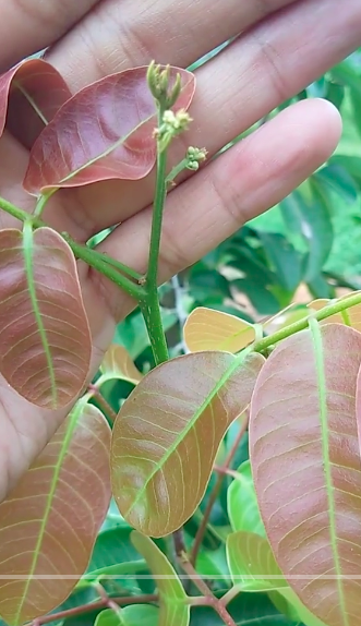 Bukan pakai bumbu dapur, ini cara mudah merawat pohon kelengkeng agar tumbuh subur dan berbuah lebat