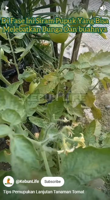 Cuma pakai 2 ampas dapur, ini trik jitu melebatkan bunga dan buah pada tanaman tomat