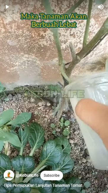 Cuma pakai 2 ampas dapur, ini trik jitu melebatkan bunga dan buah pada tanaman tomat
