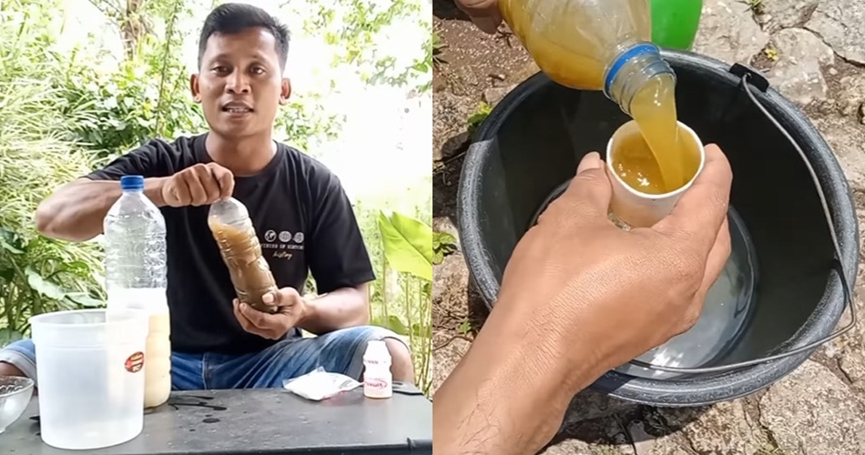 Tak diberi garam, ini trik melebatkan daun pohon jeruk purut agar cepat berbuah pakai 2 jenis minuman