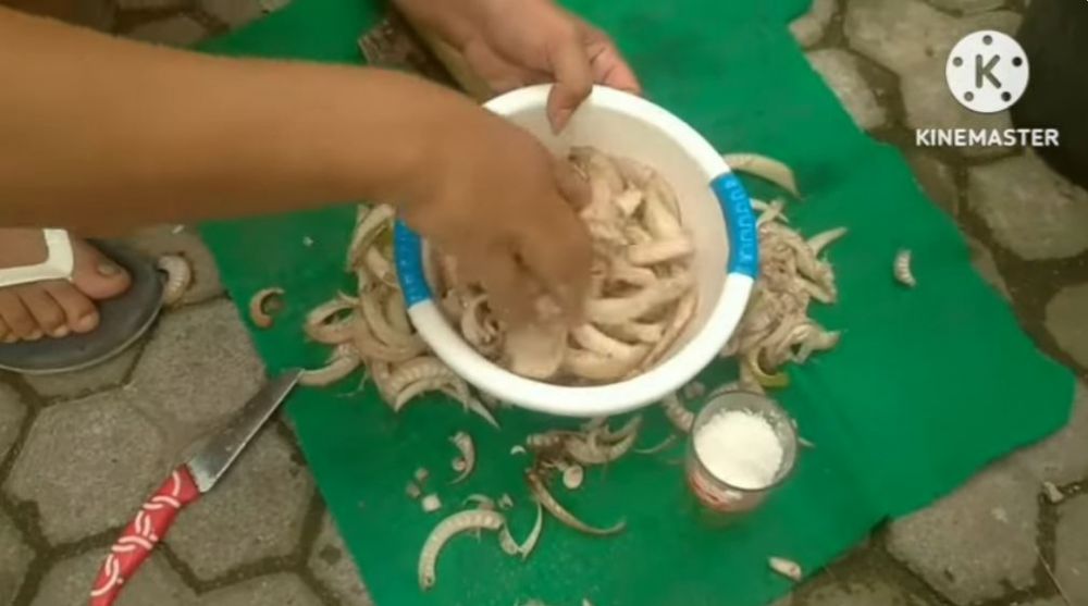 Jangan cuma pakai garam, ini trik suburkan pohon kelengkeng agar buahnya makin lebat dan tak rontok