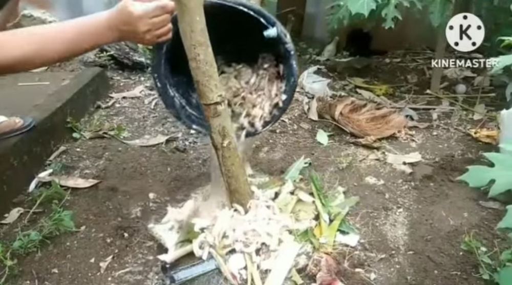 Jangan cuma pakai garam, ini trik suburkan pohon kelengkeng agar buahnya makin lebat dan tak rontok