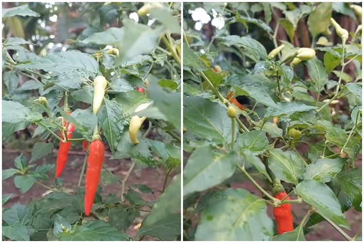 Bukan kulit pisang, ini trik merawat tanaman cabai agar berbuah lebat cuma pakai 1 jenis ampas dapur