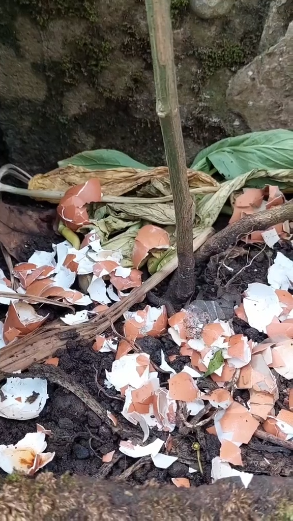 Bukan kulit pisang, ini trik merawat tanaman cabai agar berbuah lebat cuma pakai 1 jenis ampas dapur