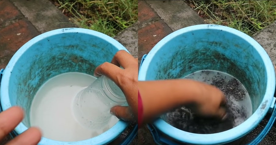 Bukan micin atau garam, ini cara merawat tanaman tomat agar subur cukup pakai 2 ampas dapur