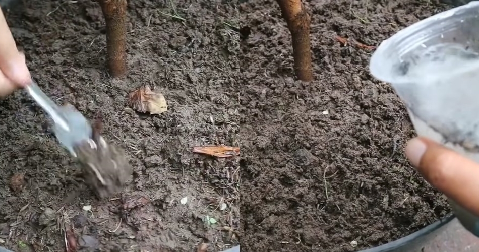 Bukan micin atau garam, ini cara merawat tanaman tomat agar subur cukup pakai 2 ampas dapur