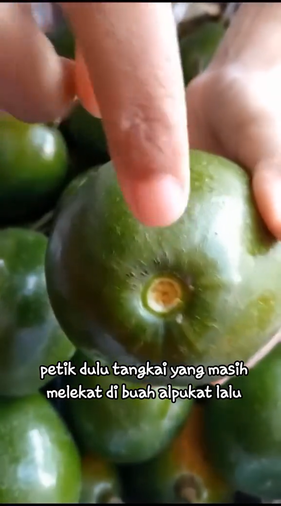 Bukan diperam beras atau ditusuk lidi, ini cara ampuh mematangkan alpukat dalam 2 hari