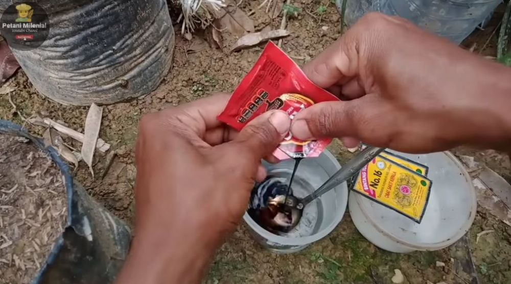 Bukan pakai garam, ini trik merangsang pertumbuhan bunga pada pohon jambu air meski ditanam dalam pot