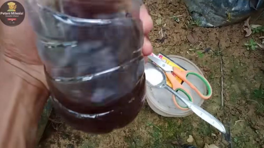 Bukan pakai garam, ini trik merangsang pertumbuhan bunga pada pohon jambu air meski ditanam dalam pot