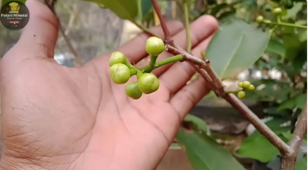 Bukan pakai garam, ini trik merangsang pertumbuhan bunga pada pohon jambu air meski ditanam dalam pot