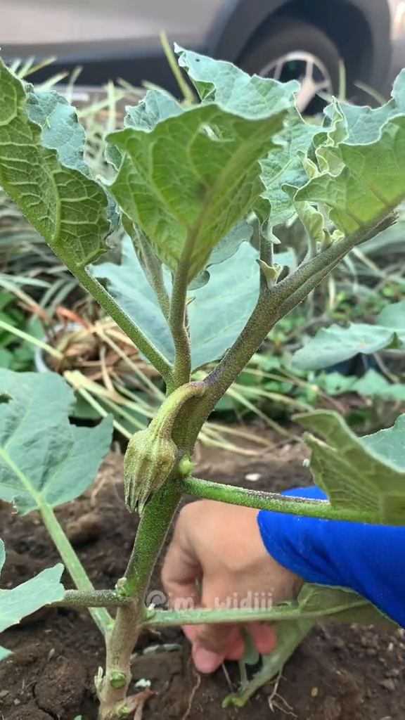 Bukan pakai bumbu dapur, ini cara mudah merawat tanaman terong agar tumbuh subur dan berbuah besar