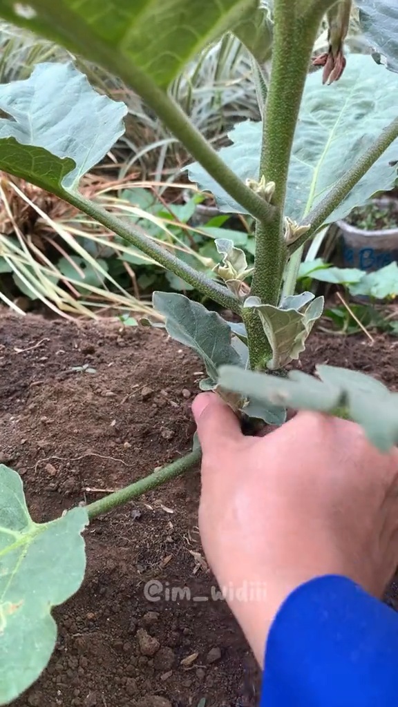 Bukan pakai bumbu dapur, ini cara mudah merawat tanaman terong agar tumbuh subur dan berbuah besar