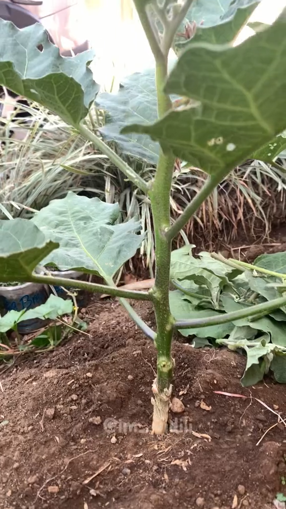 Bukan pakai bumbu dapur, ini cara mudah merawat tanaman terong agar tumbuh subur dan berbuah besar