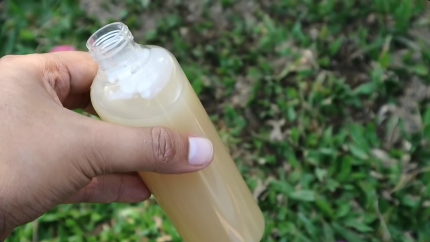 Tanpa garam atau air beras, ini trik basmi hama bakteri pada tanaman cabai cukup pakai 1 ampas buah