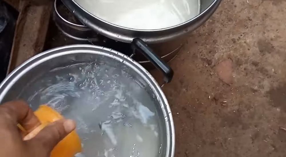 Tanpa micin atau cangkang telur, ini cara lebatkan pohon jeruk purut agar daunnya lebar dan bebas hama