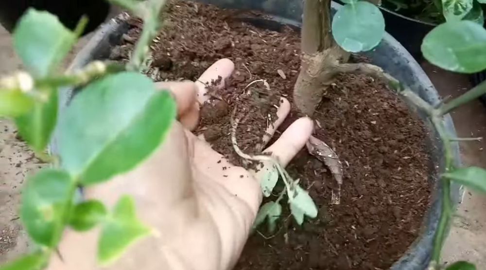 Tanpa micin atau cangkang telur, ini cara lebatkan pohon jeruk purut agar daunnya lebar dan bebas hama