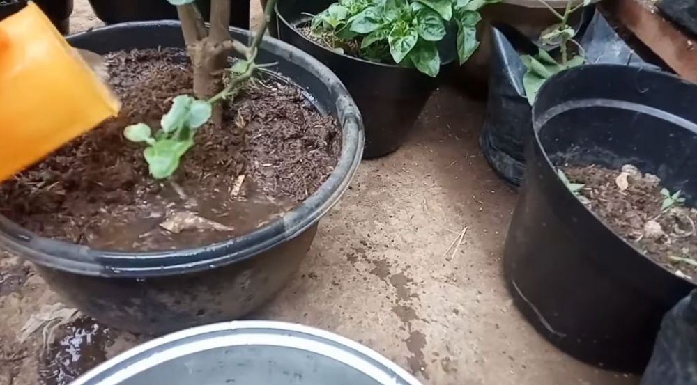 Tanpa micin atau cangkang telur, ini cara lebatkan pohon jeruk purut agar daunnya lebar dan bebas hama