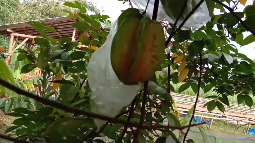 Tanpa diberi bawang atau sabun, ini trik membasmi hama lalat pada pohon belimbing cukup pakai 1 alat
