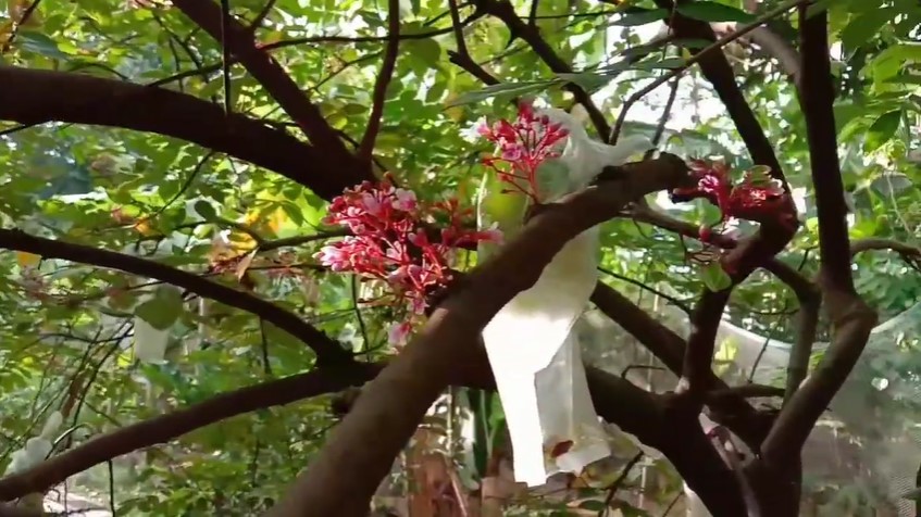 Tanpa diberi bawang atau sabun, ini trik membasmi hama lalat pada pohon belimbing cukup pakai 1 alat